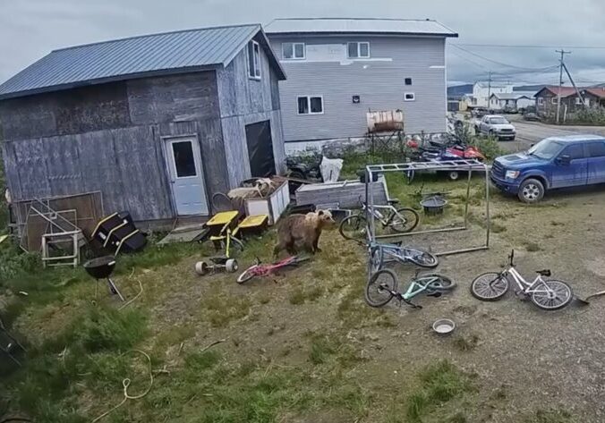 A screenshot of a doorbell camera video shows a bear in the Icy View neighborhood in Nome. Video courtesy of Trisha Parker. 